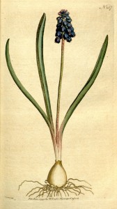 Kleine Traubenhyazinthe